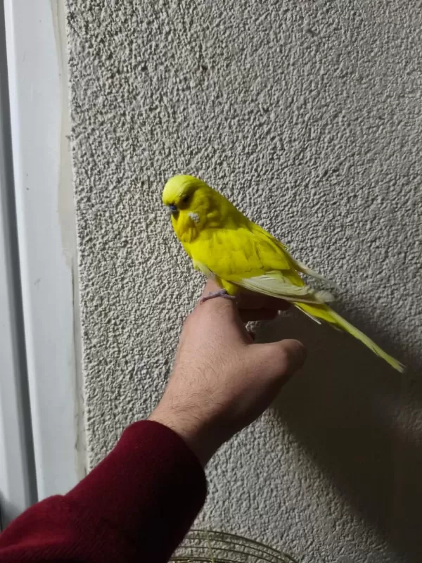 Acil Konuşan Muhabbet Kuşu Şov Jumbo