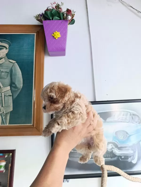 Sevimli Maltipoo Bebekler