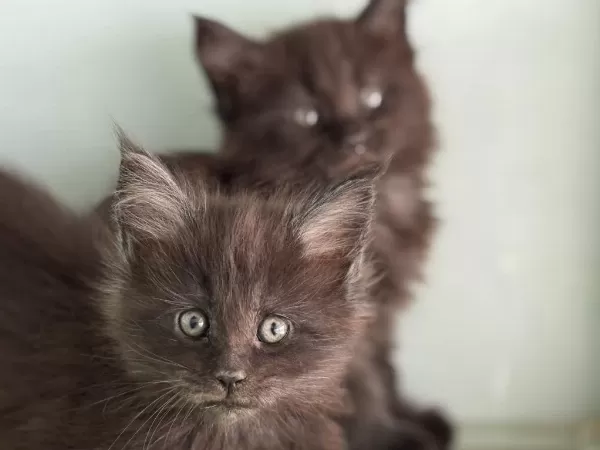 Çok Özel Aşılı Pasaportlu Maine Coon Yavrularımız