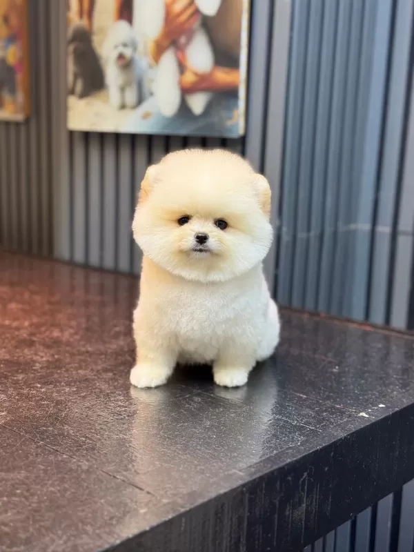 Pamuk Şekeri Pomeranian Boo