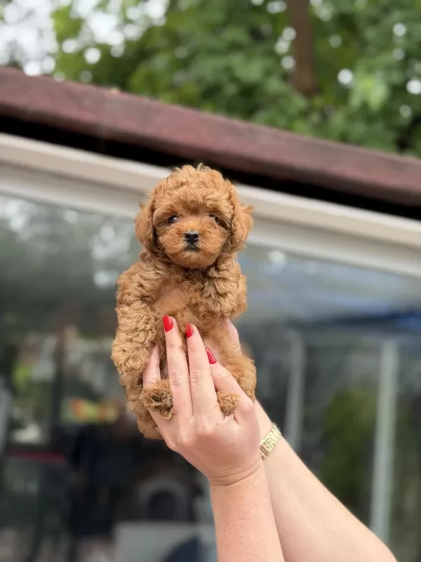 Sağlıklı Kore Red Toy Poodle
