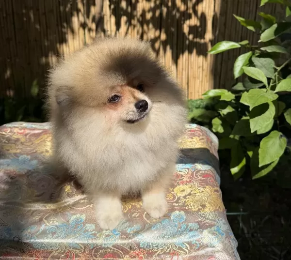 Pomeranian Boo Erkek Garantili
