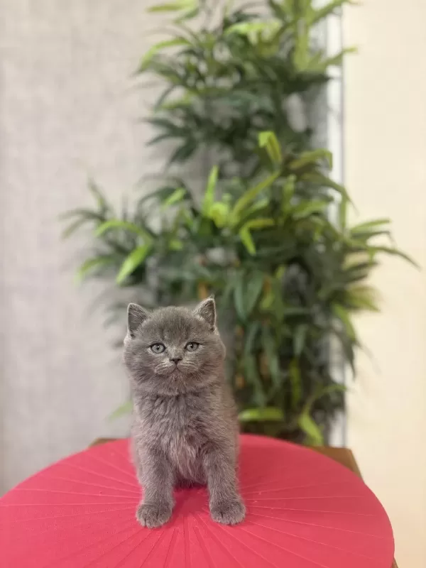 Bebek Yüz British Shorthair Yavrular