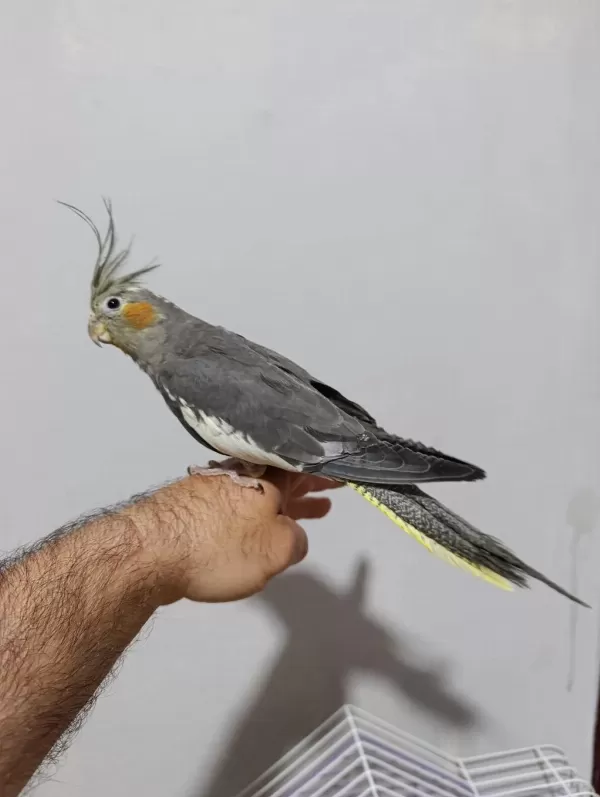 4 Aylik Erkek Sultan Papağanlar Konuşan