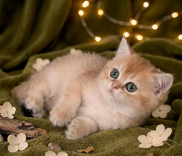 British Shorthair Golden Yavrular