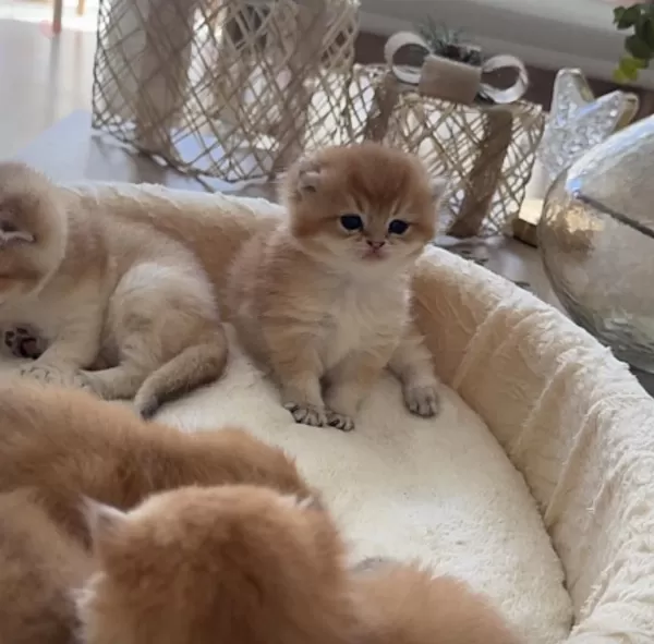Golden British Shorthair Yavrular