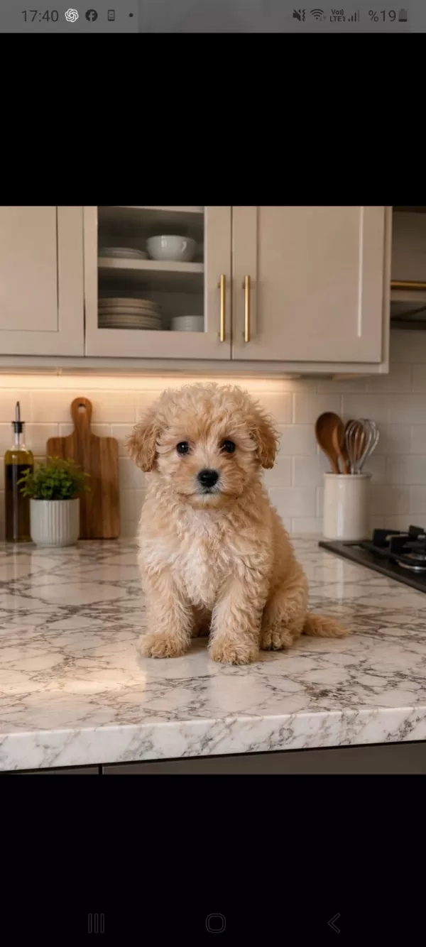 Muhteşem Poodle Minikler