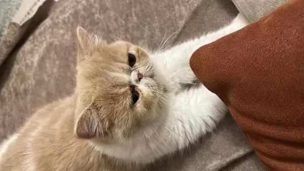 Exotic Shorthair Dişi 3 Yaşinda