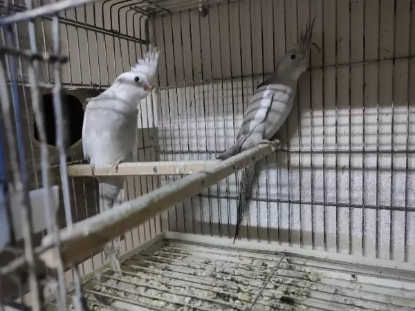 Yavru Sultan Papağanı 2 Aylık