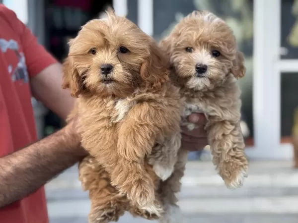 Yasal Ruhsatlı Çiftlikten Garantili Maltipoo