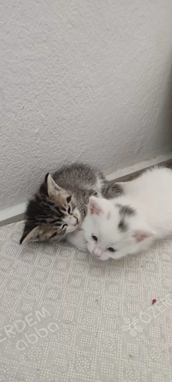 Ömürlük Yuvasını Arayan Kedilerimiz