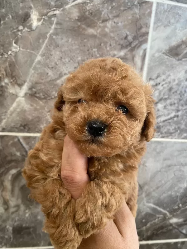Orjinal Minyatür Toy Poodle Yavrular