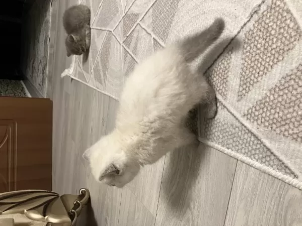 45 Günlük Erkek Yavru British Shorthair