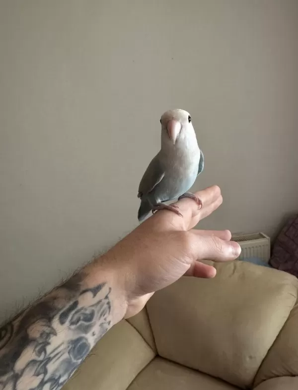 Oyun Hamuru Sevda Papağanı