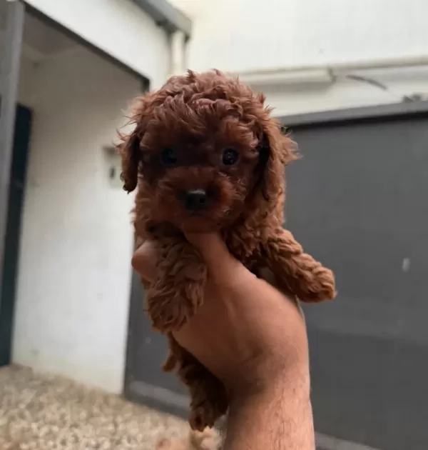 Kısa Kuyruk Kore Dark Brown Yavrular