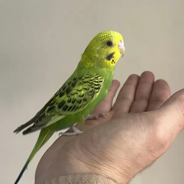 Bebek Muhabbet Kuşu Yeni Yeme Düşmüş
