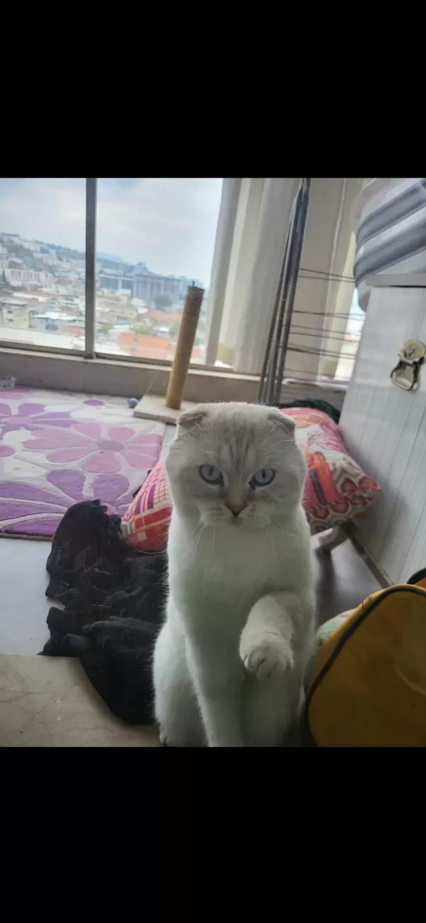 3.5 Yaşında Scottish Fold