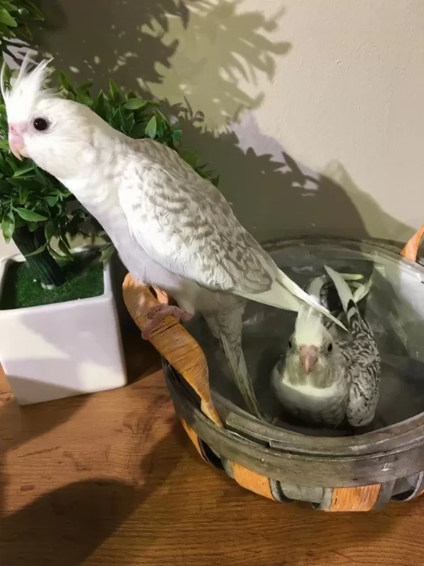 İsirma Yok Bebek Yeme Düştü Wf White Konuşturmalik Sultan
