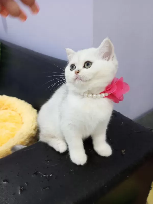Safkan Silver Chinchilla Rengi Yavrular Catteryden