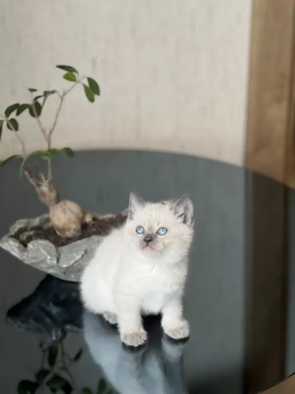 Gğzellik Abidesi Blue Poimt British Shorthair Yavrum