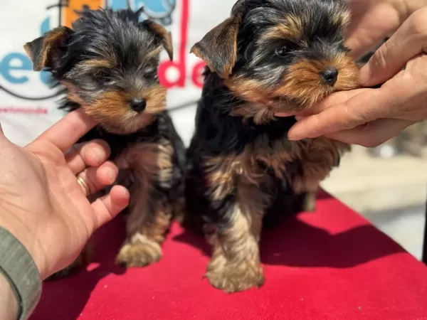 Ankaranın En Güzel Tea Cup Yorkshire Terrier Leri