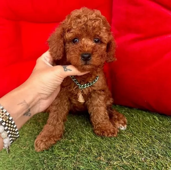 Safkan Toy Poodle Bebekler