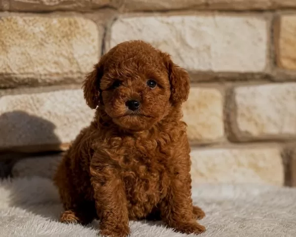 Aşılı Orjinal Garantili Toy Poodle
