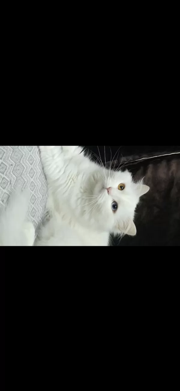 2 Yaşındaki Kedimiz Takip Koşulu Sahiplendirilecektir