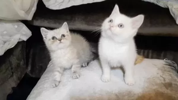 British Shorthair Erkek Yavrular