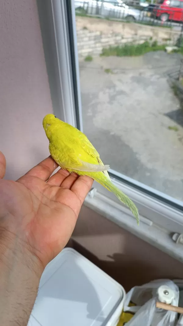Yeni Yeme Düşmüş Muhabbet Yavrular Ve Takımlar