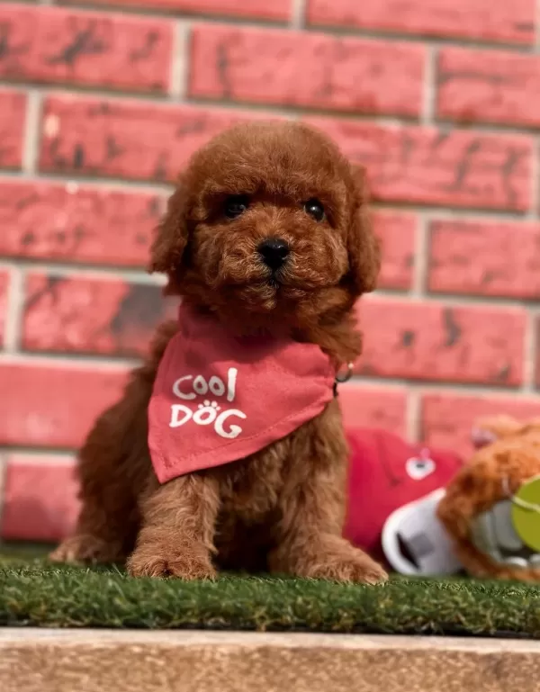 Safkan Toy Poodle Yavrularımız