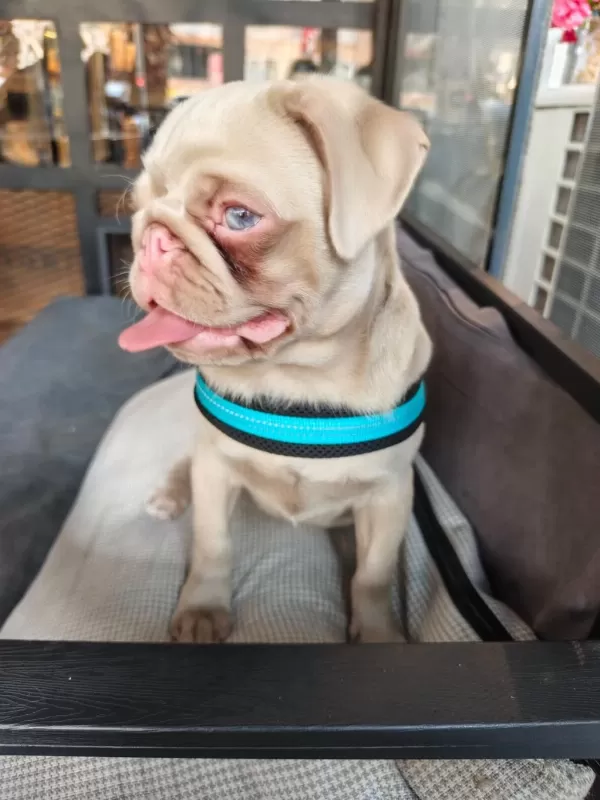 Harika Ping Pug Yavrumuz