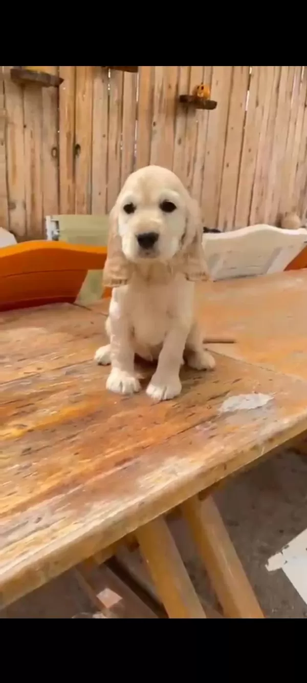 Dişi Erkek Cocker Yavrular Mevcut