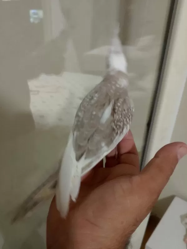 Sağlıklı 3 Aylık Sultan Papağanı Yavrular