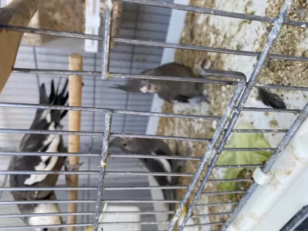 Bebek White Face İsırma Bilmez Sultan Papağanı