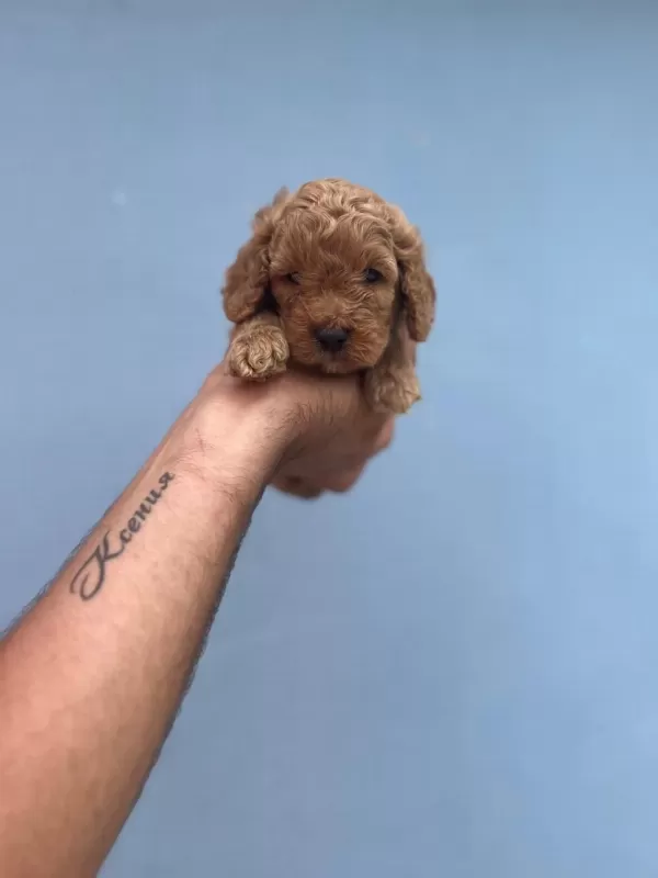 Her Renk Maltipoo Yavrumuzu Canlı Görebilirsiniz