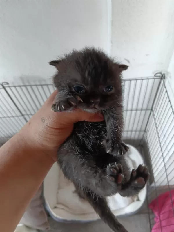 Scottish Fold Bebekler Yuva Arıyor