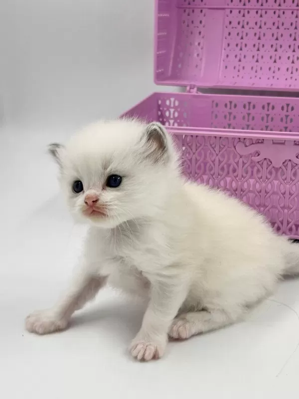 Şampiyon Kan Hatlarından Safkan Ragdoll Bebekleri!
