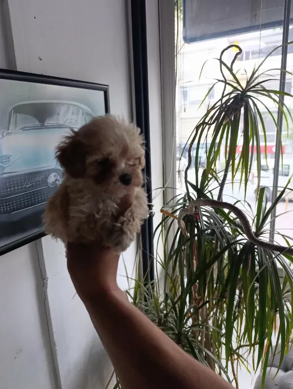 Sevimli Maltipoo Bebekler