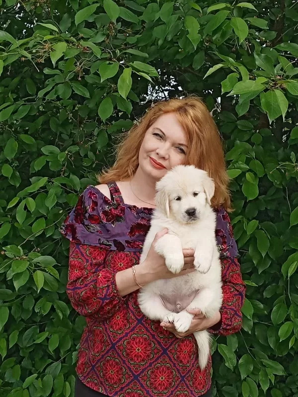 Golden Retriever Gelip Görerek Alabilirsiniz