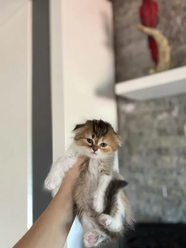 Scottish Fold Sevimli Yavrularim