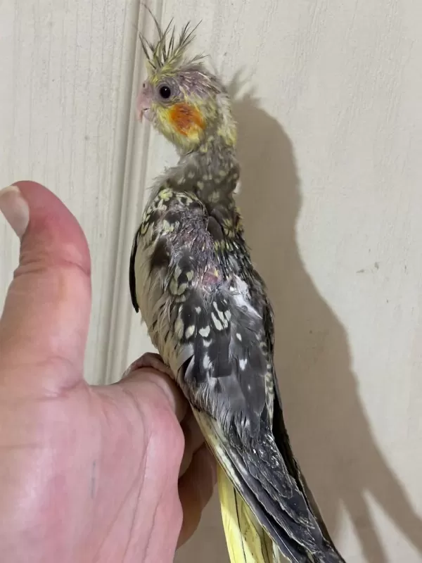 38 Günlük El Besleme Evcil Sultan Papağani Bebek