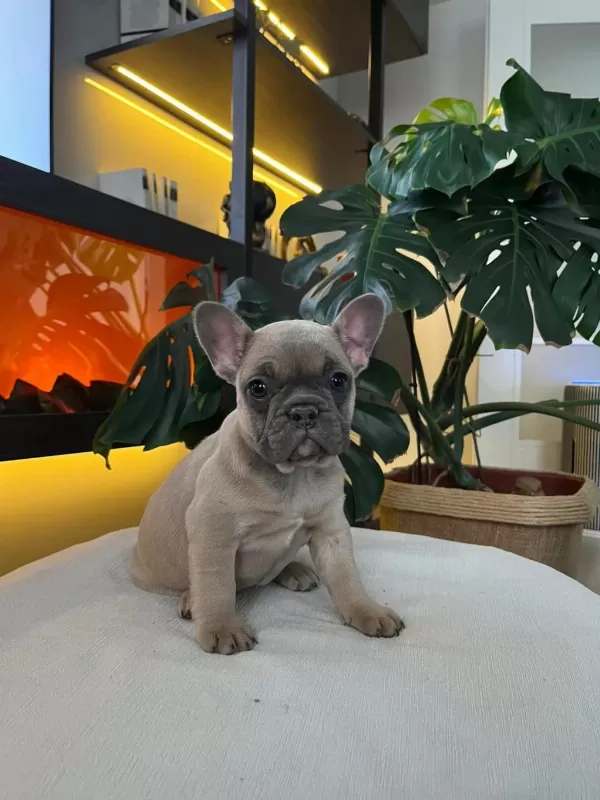 Egzotik French Bulldog Yavrularim Harika Renkler Ve Anatom