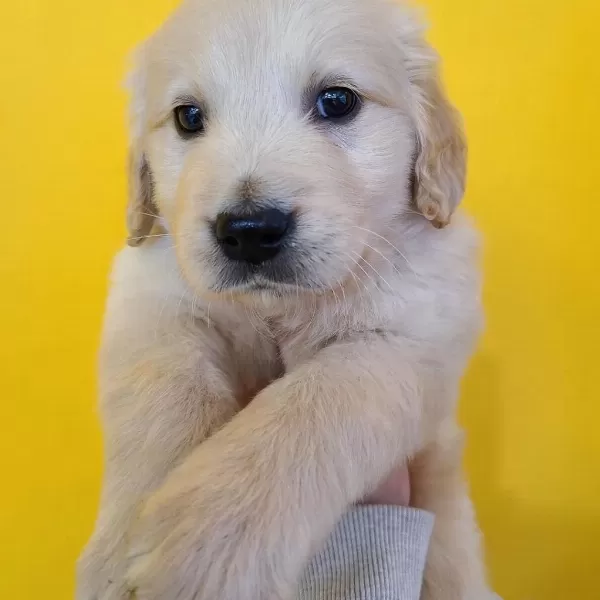 Golden Retriever Yavrulari