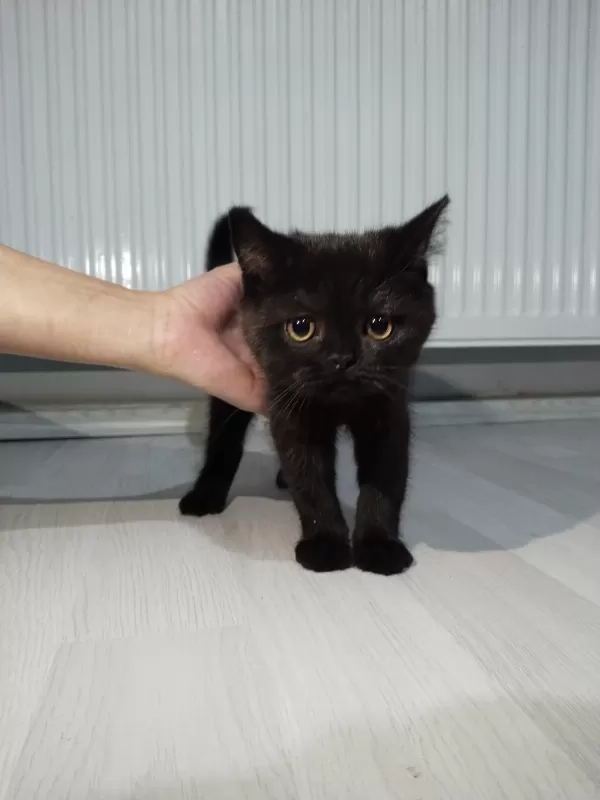 Ragdoll Ve Scottish Fold Kırması