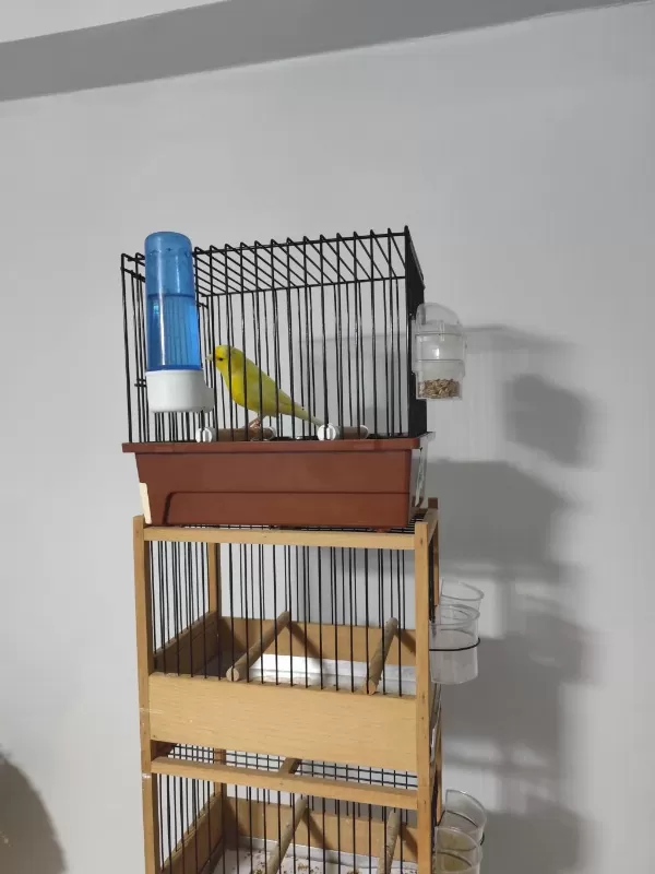 Maliuna Takım Kanaryalar