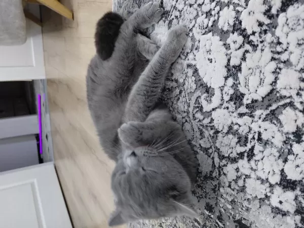 Acil Sahiplendirilecek British Shorthair Dişi