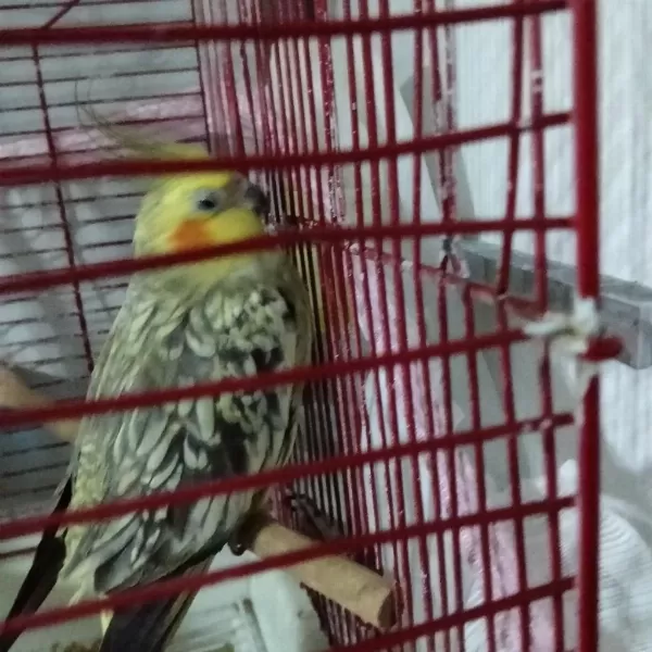 4 5 Aylık Sultan Papağanlar Ele Alışık