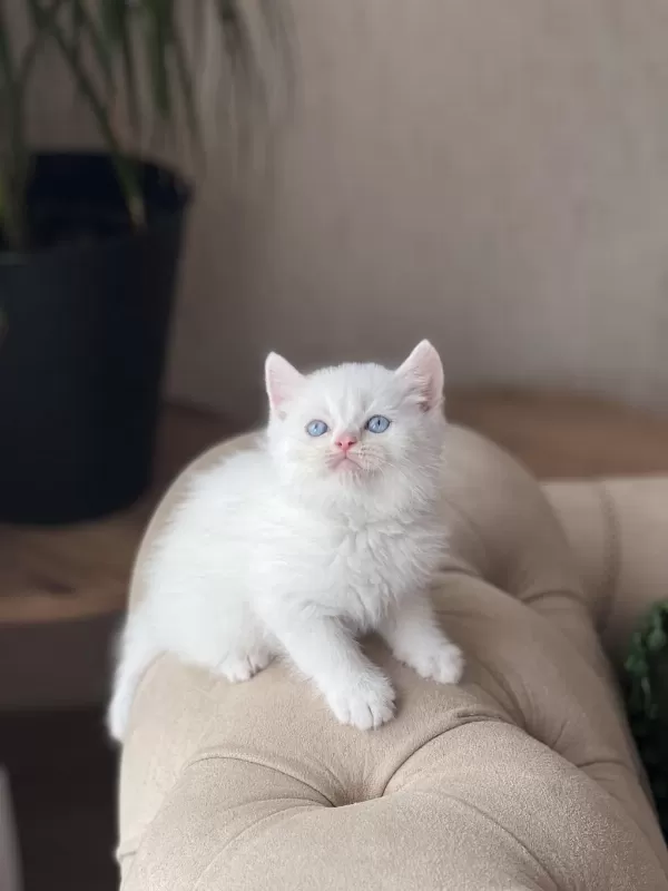 Üst Düzey Kalitede Beyaz British Shorthair