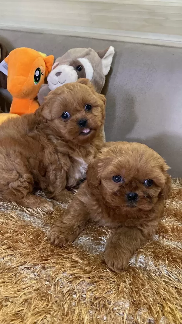 Yasal Ruhsatlı Çiftlikde Ziyarete Açık Maltipoo